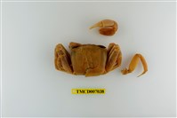 藏品(角眼沙蟹)的圖片